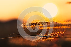 Feather grass flower sunset background rural countryside landscape