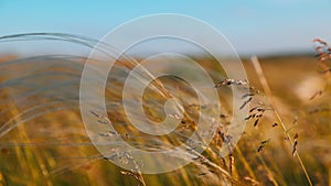 Feather grass - Lat. Stipa, in the spring steppe. Soft dreamy white grass feather swaying in wind with warm summer sun