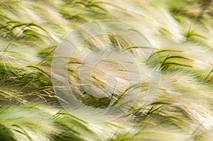 feather grass, mat grass