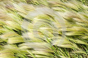 feather grass, mat grass