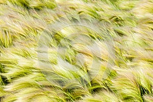 feather grass, mat grass