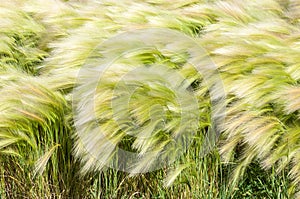 feather grass, mat grass