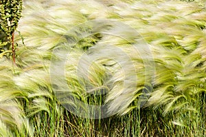 feather grass, mat grass