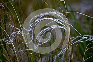 Feather grass mat grass