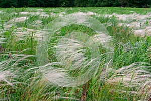 Feather grass, mat grass. swaying in the wind