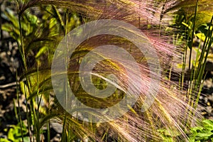 Feather grass on a meadow