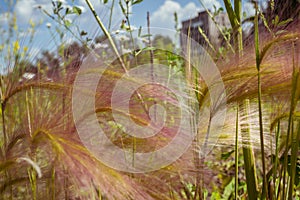 Feather grass on a meadow