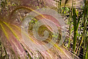 Feather grass on a meadow