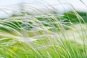 Feather Grass in the meadow inflates the wind