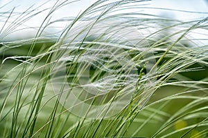 Feather Grass in the meadow inflates the wind