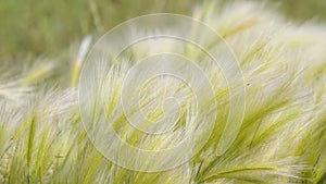 Feather Grass in the meadow inflates the wind