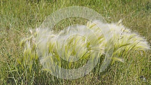 Feather Grass in the meadow inflates the wind