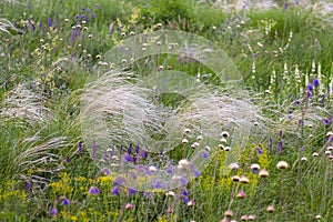Feather grass in a meadow with wild flowers