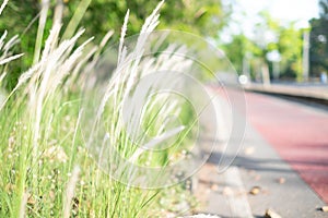 Feather Grass or Needle Grass in field with sunlight