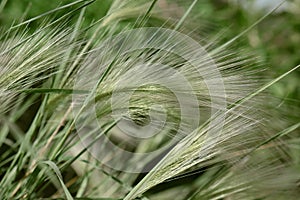 Feather grass or needle gras on the wind