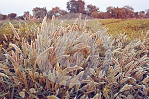 Feather Grass or Needle Grass