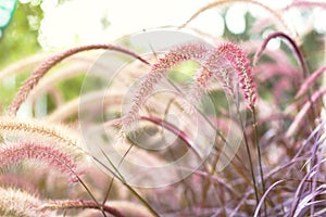 Feather Grass or Needle Grass