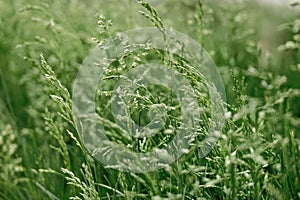 Feather Grass or Needle Grass moving at the slightest breath of wind