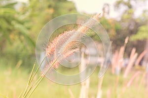 Feather Grass or Needle Grass, Nassell