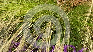 Feather Grass or Needle Grass, Nassella tenuissima
