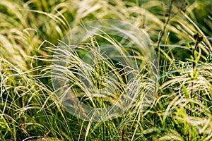 Feather Grass or Needle Grass, Nassella tenuissima, forms already at the slightest breath of wind filigree pattern