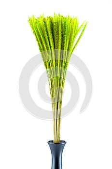 Feather Grass or Needle Grass, Nassella tenuissima isolated