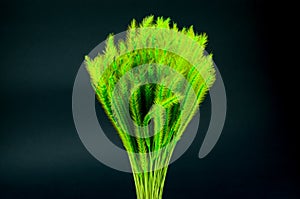 Feather Grass or Needle Grass, Nassella tenuissima isolated