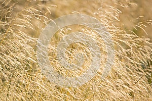 Feather Grass or Needle Grass, Nassella tenuissima and white background