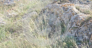 Feather Grass or Needle Grass (Stipa brauneri