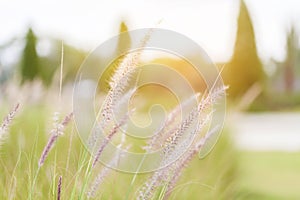 Feather Grass or Needle Grass,