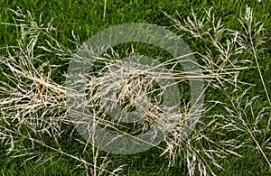 The feather grass plant lies on the green grass