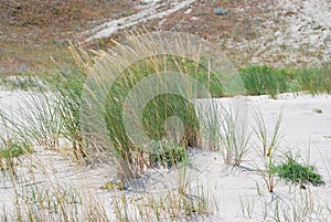 Feather grass on sand dunes