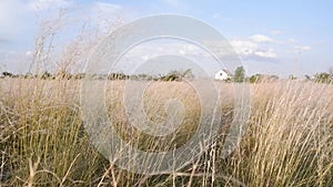 Feather grass slowly sways in the wind. Vegetation of open steppes, feather grass Stipa large perennial hermaphroditic