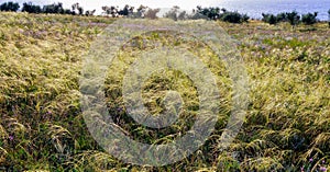 Feather-grass steppe in summer in arid eastern Crimea