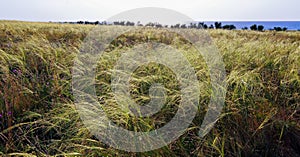 Feather-grass steppe in summer in arid eastern Crimea