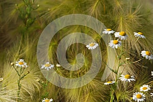 feather grass, Stipa