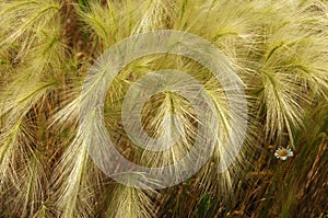 feather grass, Stipa