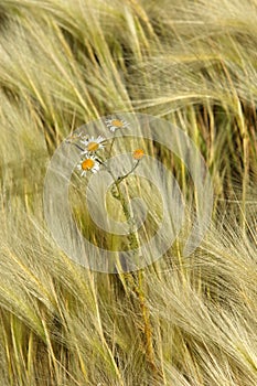 feather grass, Stipa