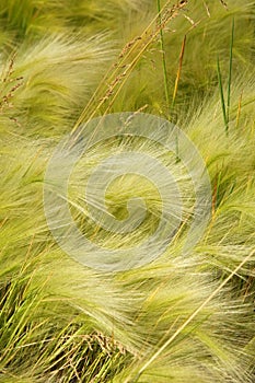 feather grass, Stipa