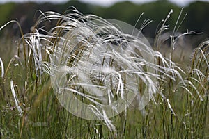 Feather grass Stipa pennata in nature reserve Mainz Germany