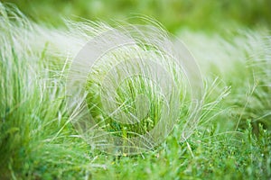 Feather grass in the sunlight in the afternoon winds