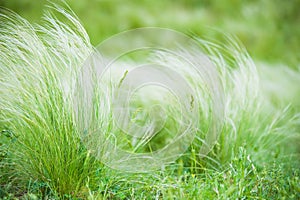 Feather grass in the sunlight in the afternoon winds