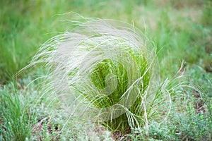 Feather grass in the sunlight in the afternoon winds