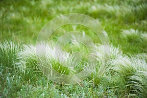 Feather grass in the sunlight in the afternoon winds