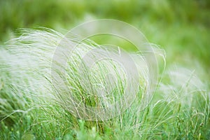 Feather grass in the sunlight in the afternoon winds