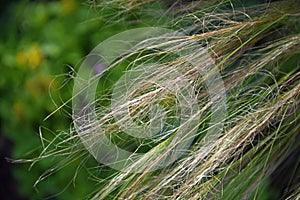Feather grass, waving in the wind
