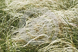 Feather grass in wind