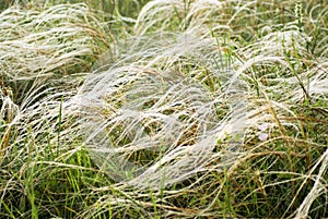 Feather grass in wind