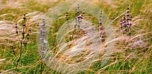 Feather grass in the wind among a flower meadow