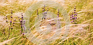 Feather grass in the wind among a flower meadow